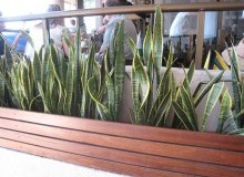 Kwikfynd Plants
leederville-wa