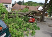 Kwikfynd Tree Cutting Services
leederville-wa
