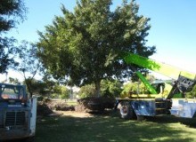 Kwikfynd Tree Management Services
leederville-wa